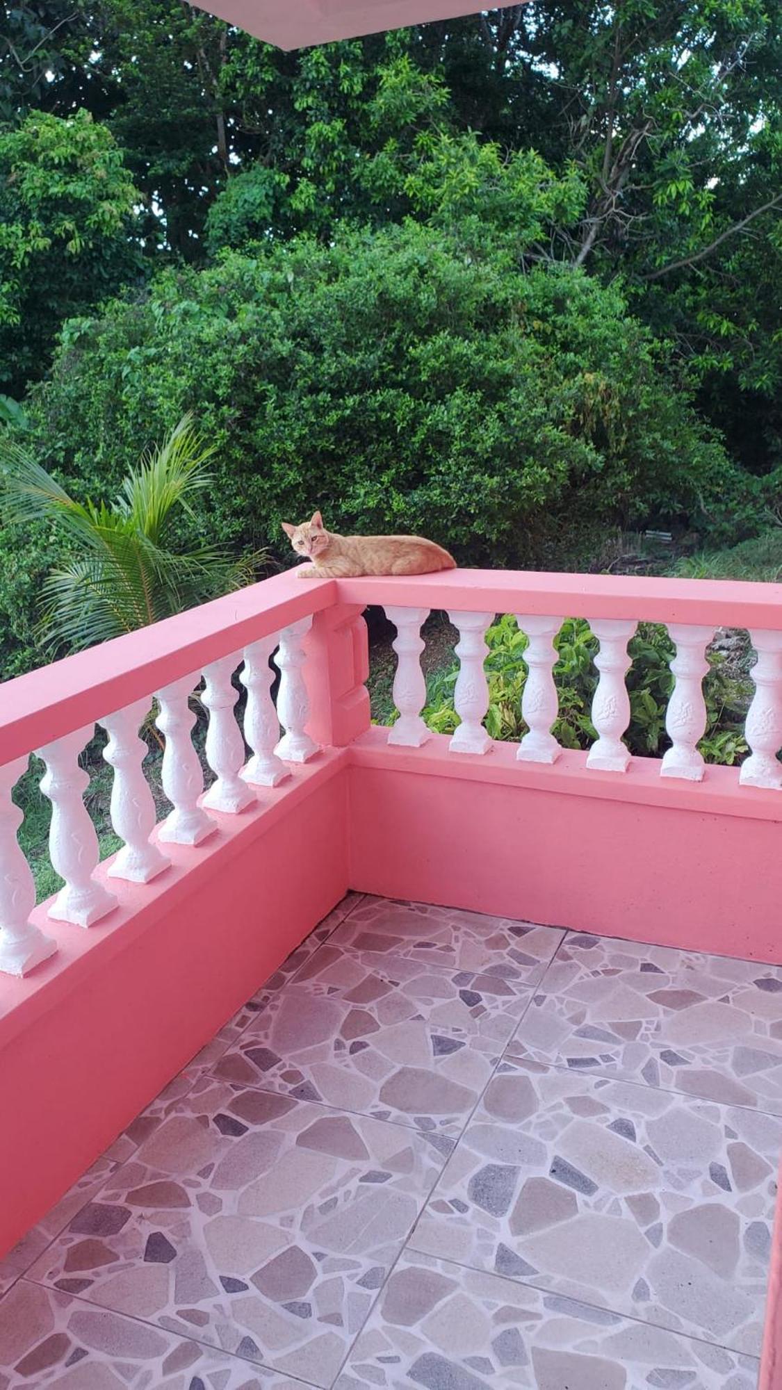 Natrue'S Haven Bed & Breakfast Marigot Ngoại thất bức ảnh